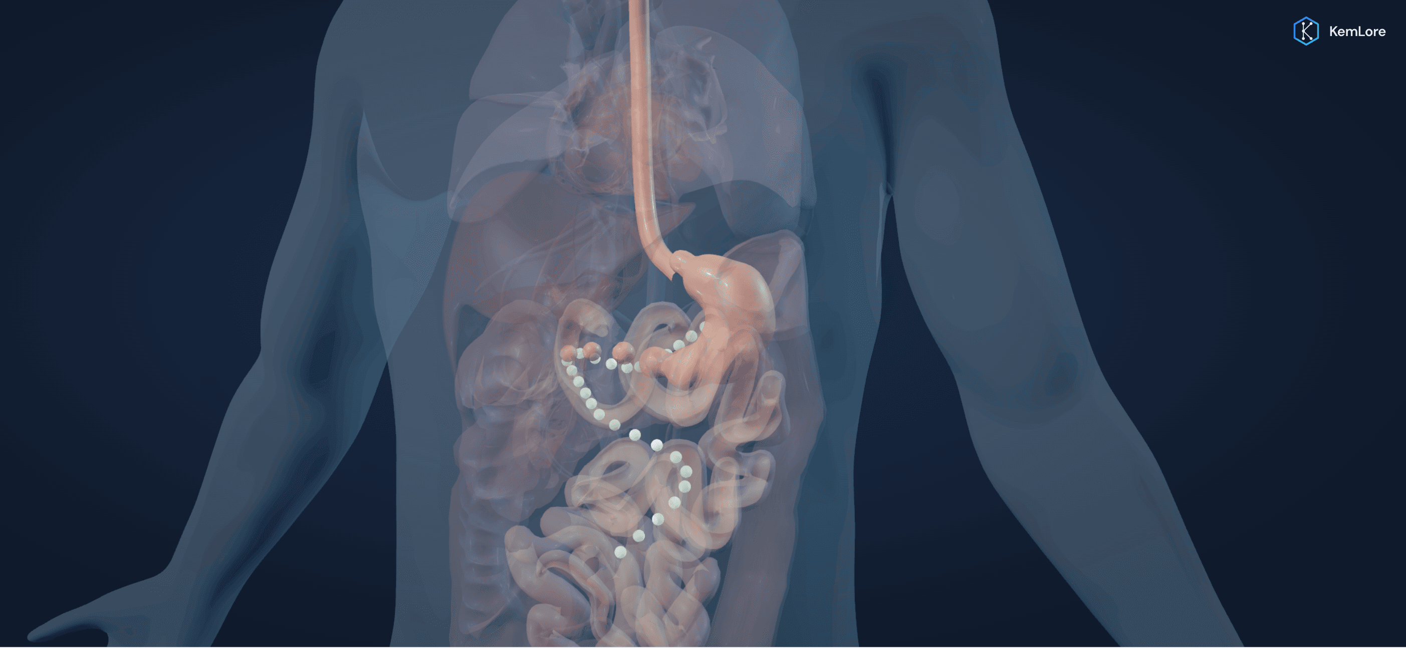 Stomach and intestines with an illustrated drug pathway inside a transparent human body